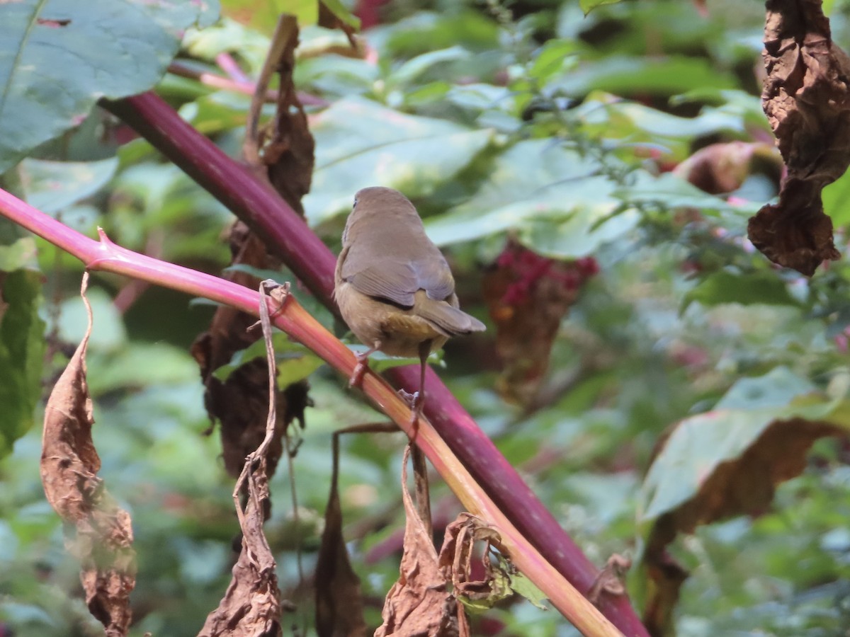 Common Yellowthroat - ML642735645