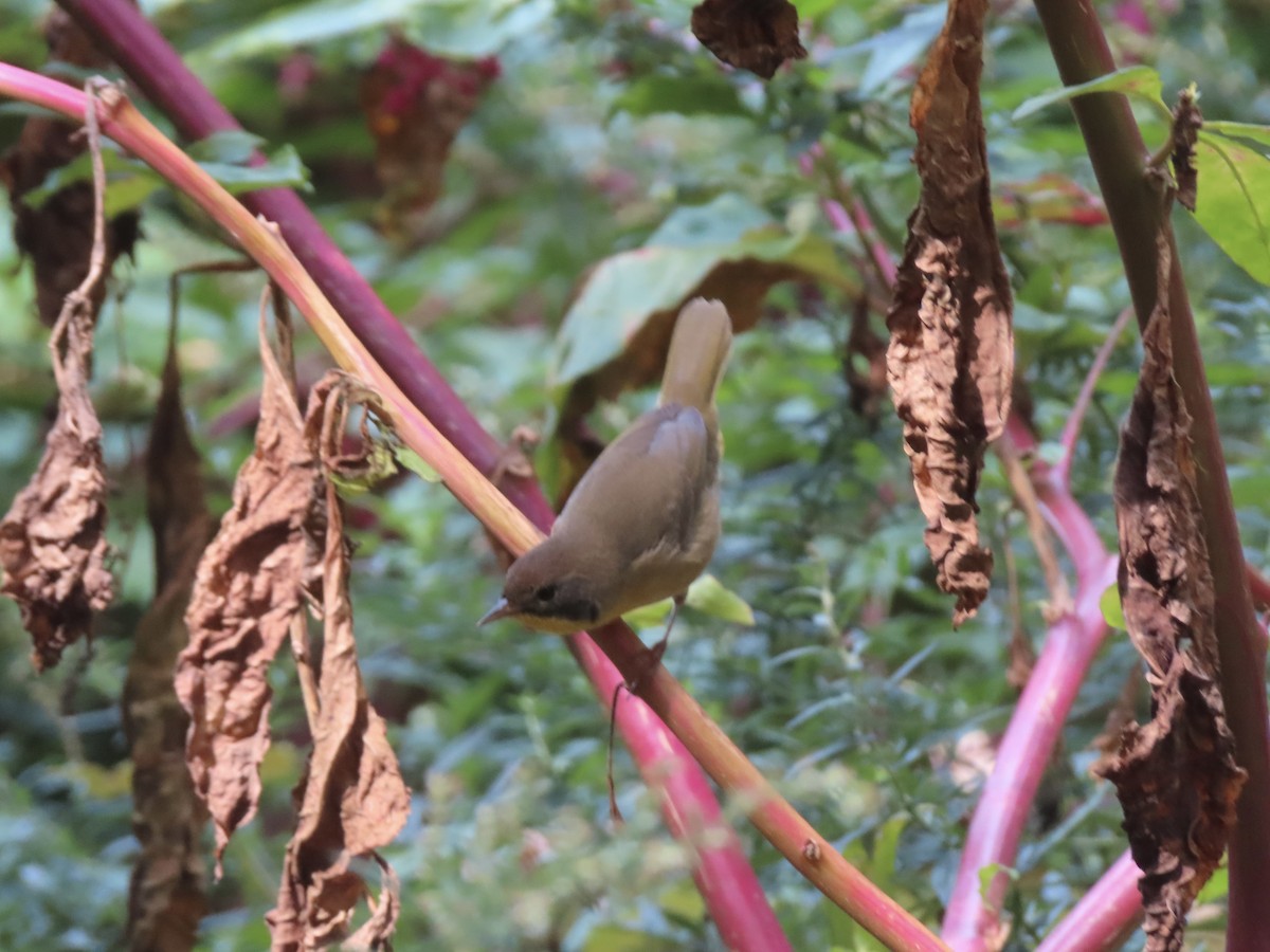 Common Yellowthroat - ML642735646
