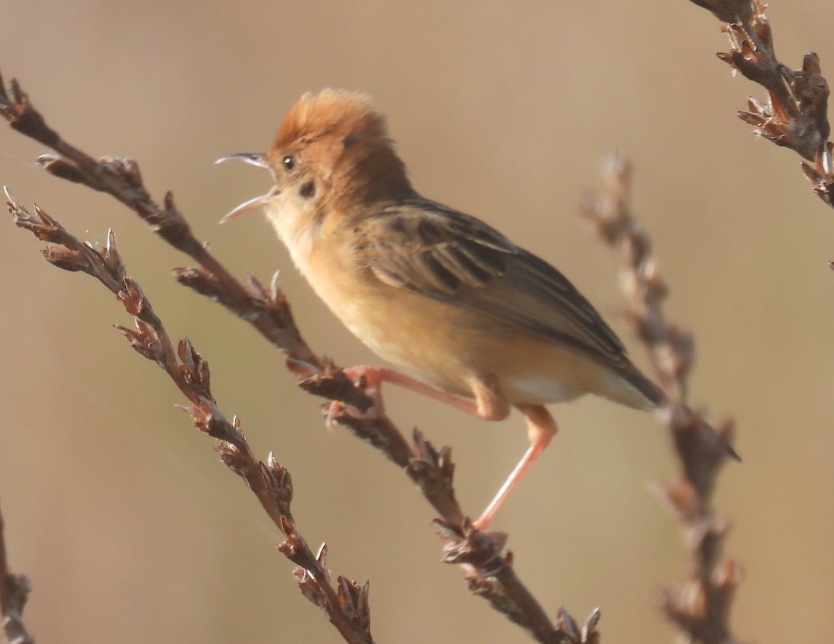 Golden-headed Cisticola - ML642735652