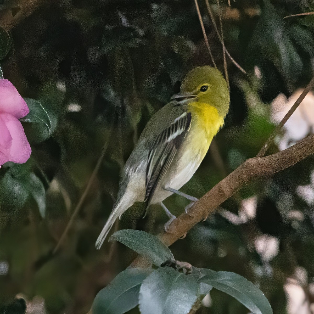 Yellow-throated Vireo - ML642735668