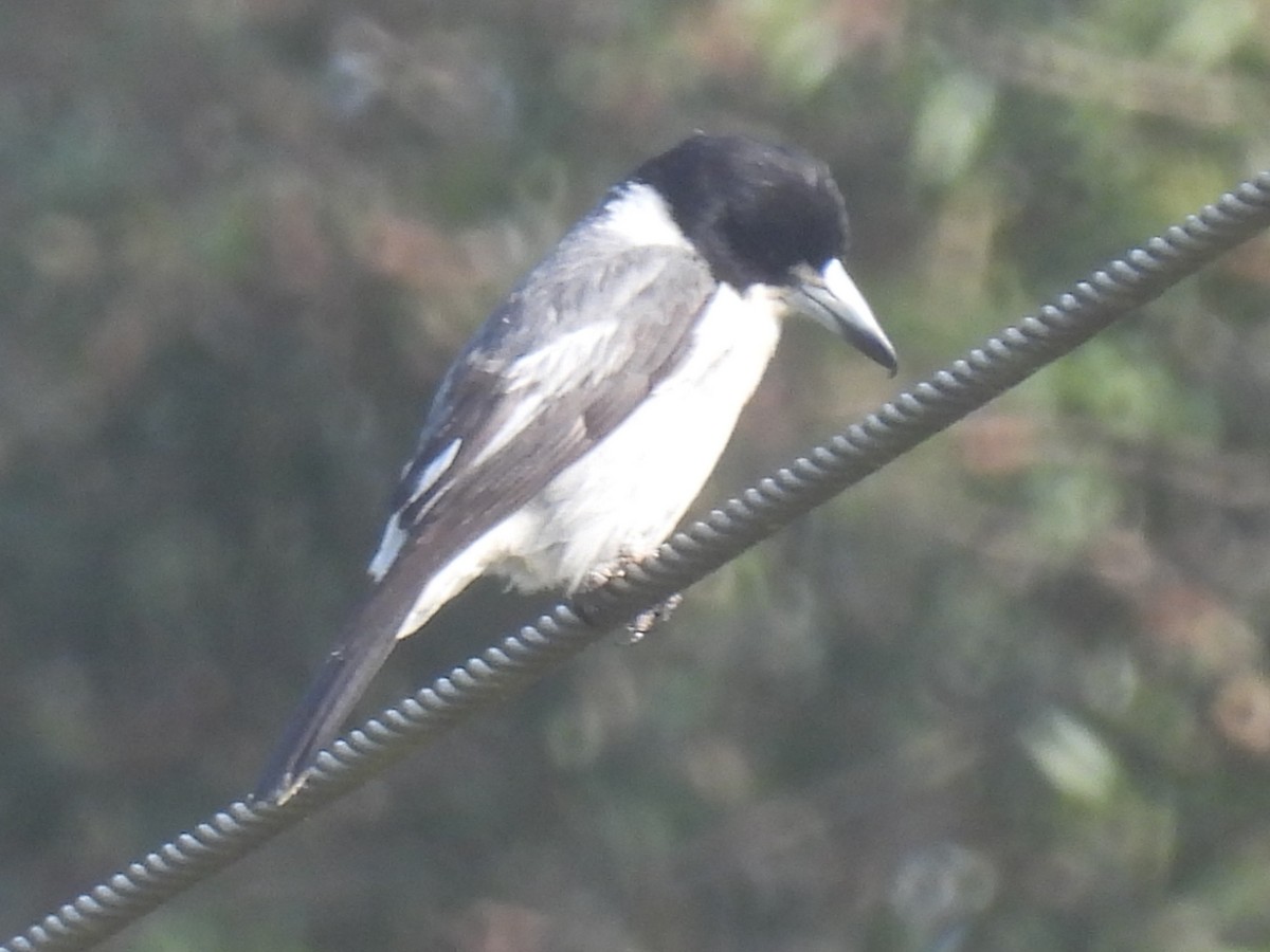 Gray Butcherbird - ML642735673