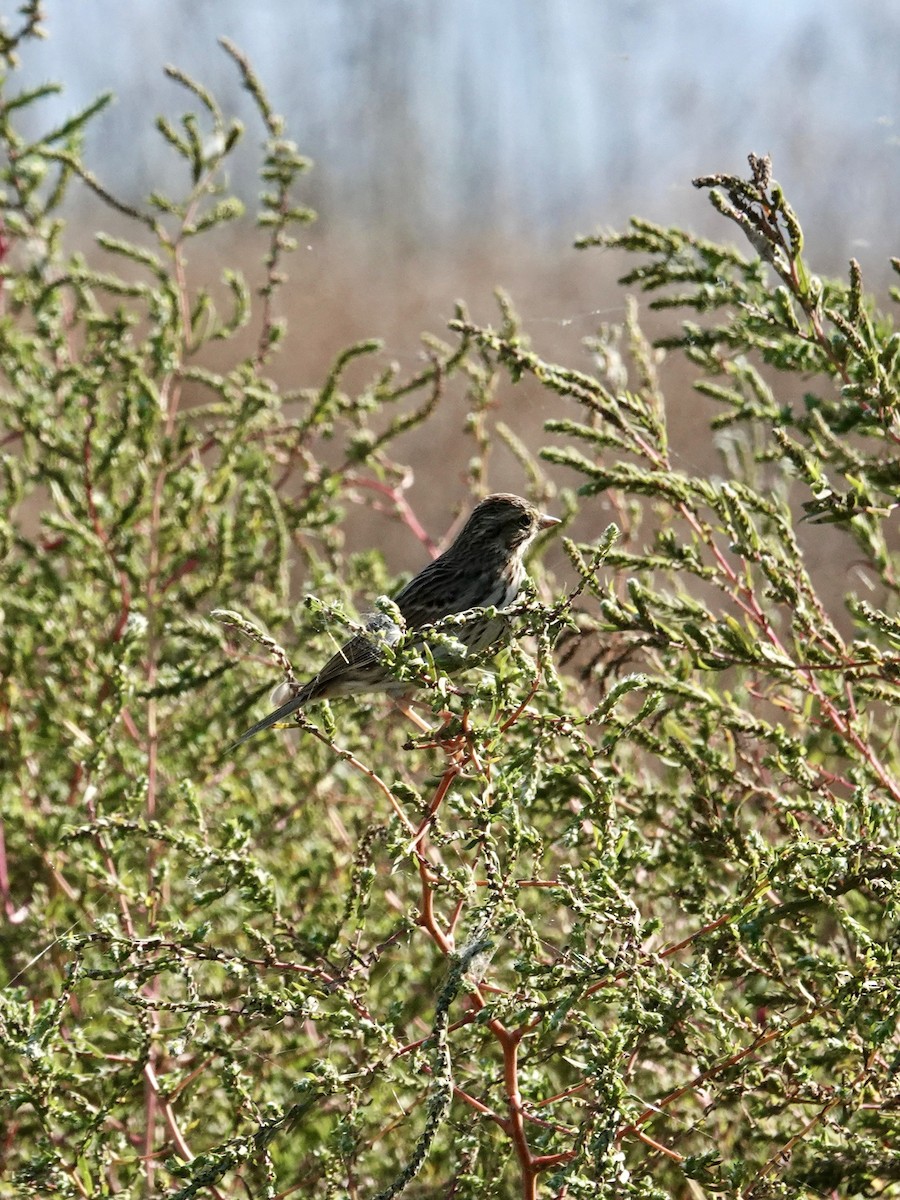 Savannah Sparrow - ML642735675