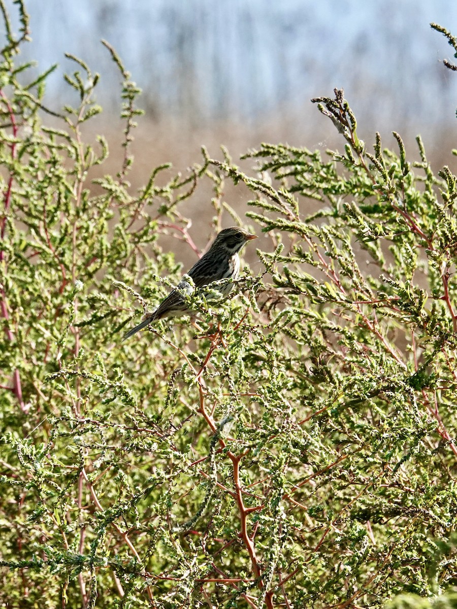 Savannah Sparrow - ML642735676