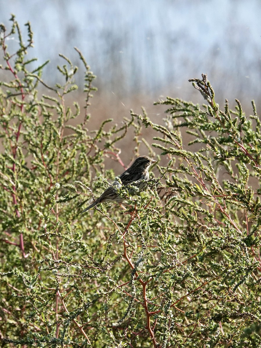 Savannah Sparrow - ML642735677