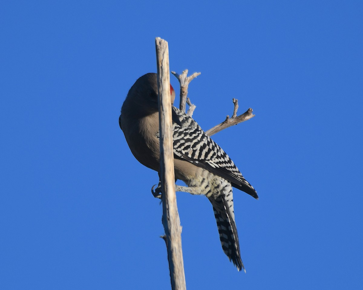 Gila Woodpecker - ML642735685