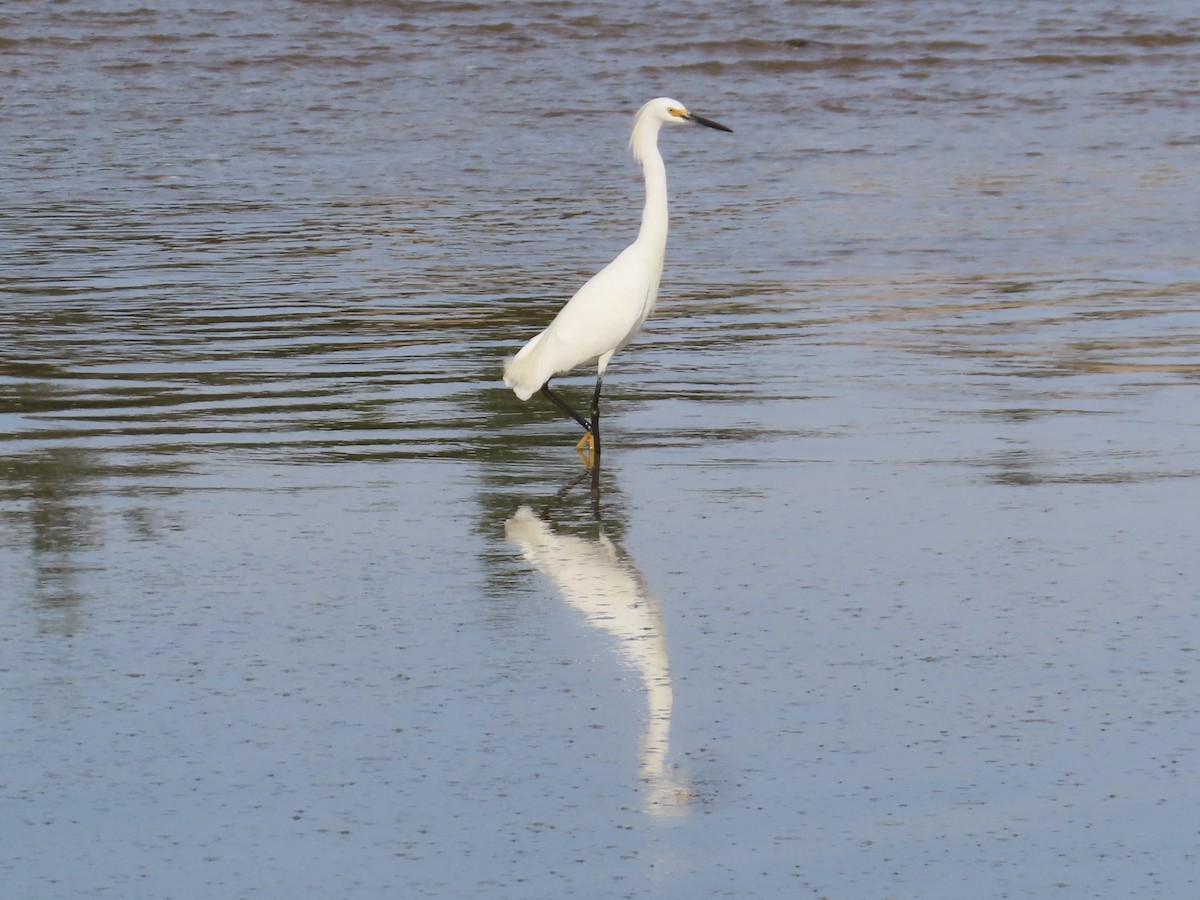 Snowy Egret - ML642735688