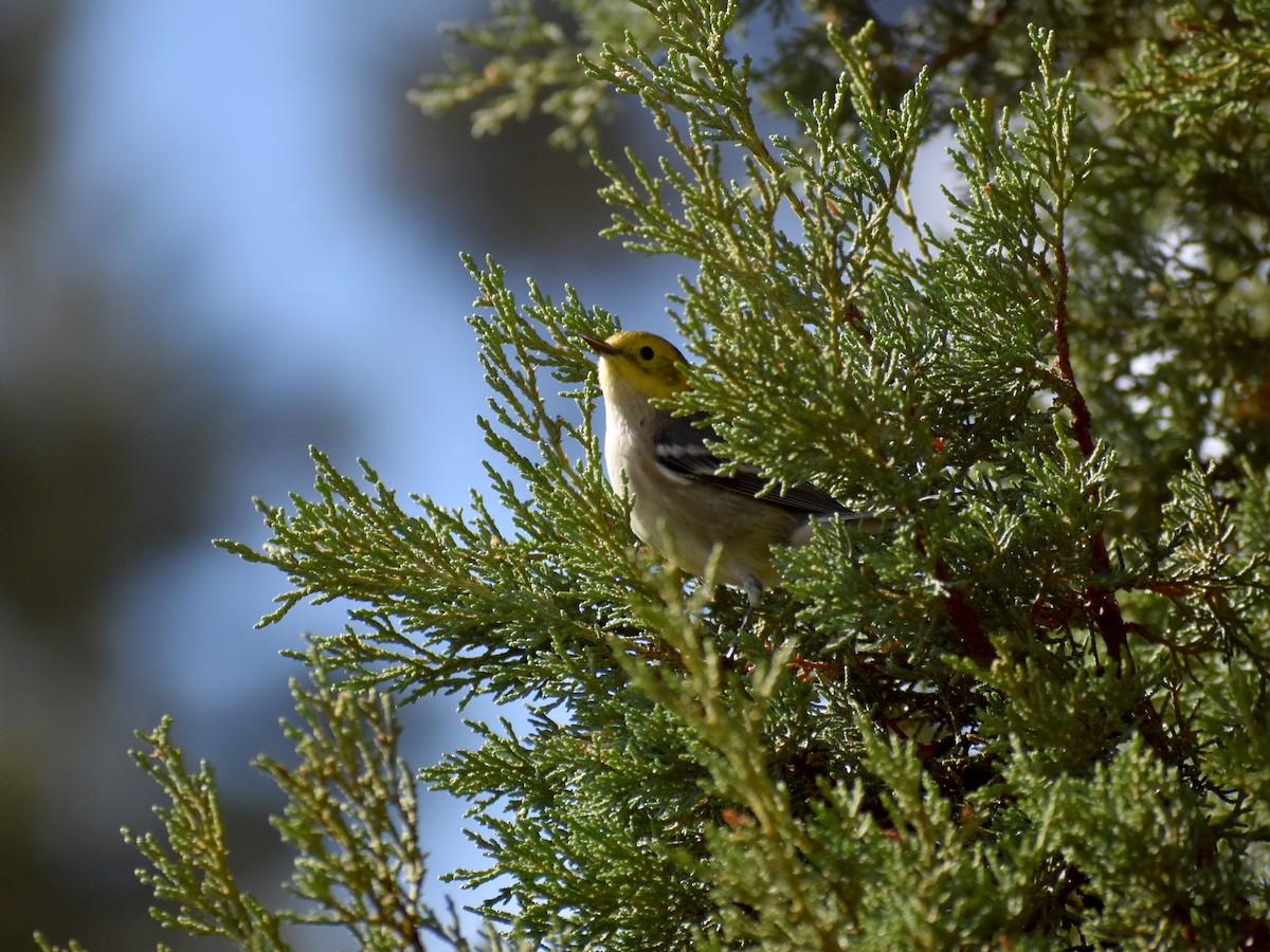 Hermit Warbler - ML642735690