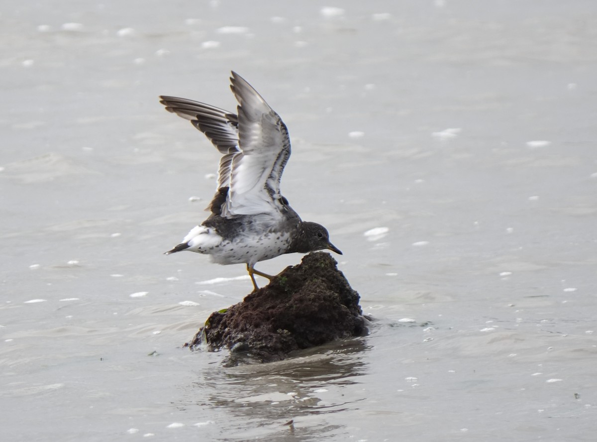 Surfbird - ML642735698