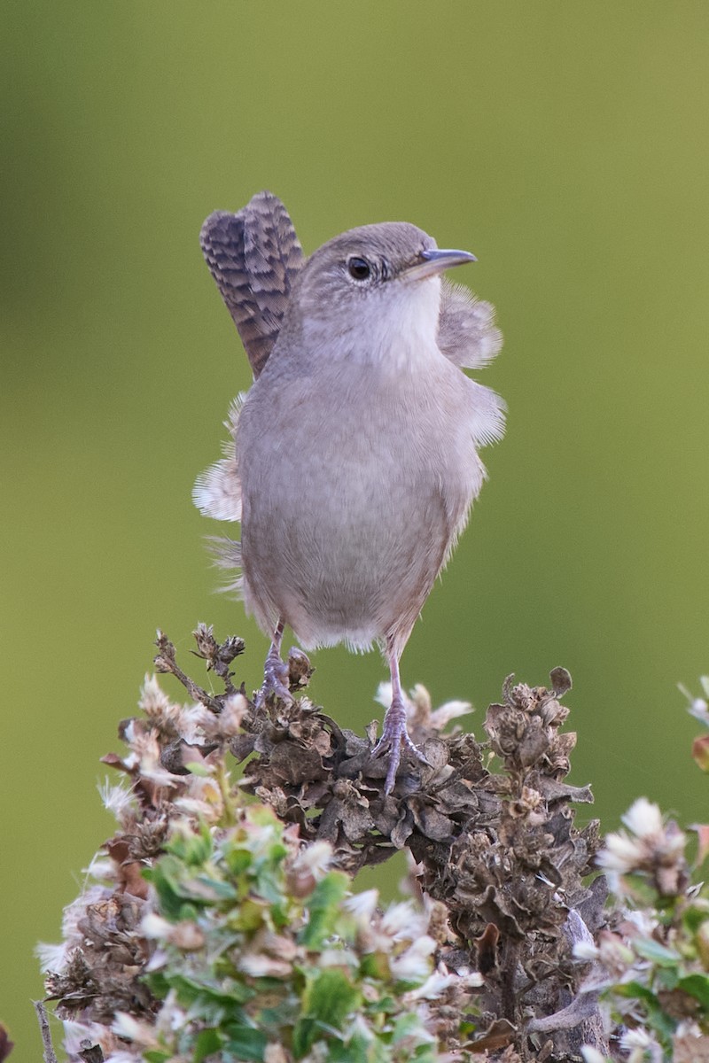 Northern House Wren - ML642735740