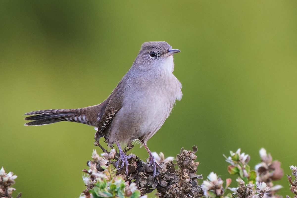 Northern House Wren - ML642735741