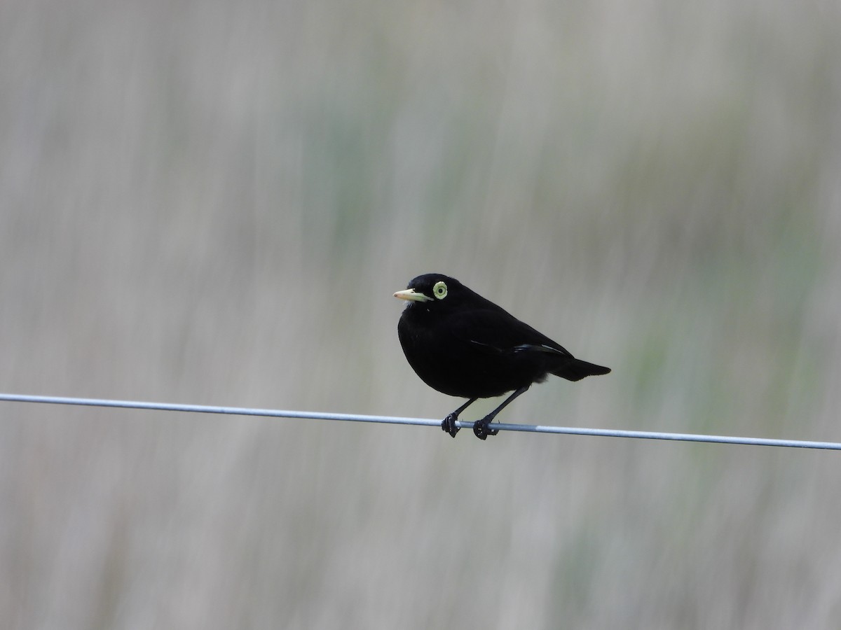 Spectacled Tyrant - ML642735753