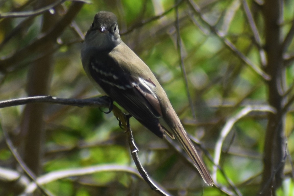 Small-billed Elaenia - ML642735757