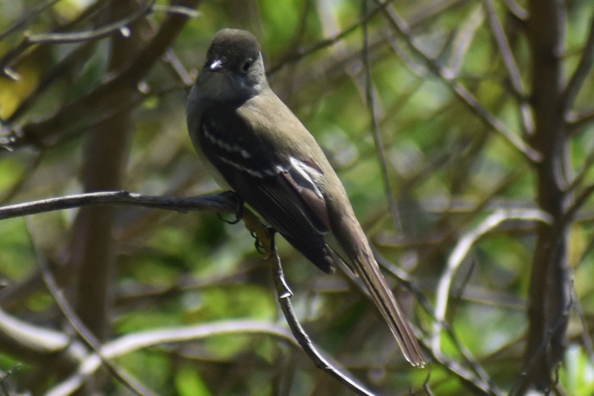 Small-billed Elaenia - ML642735758