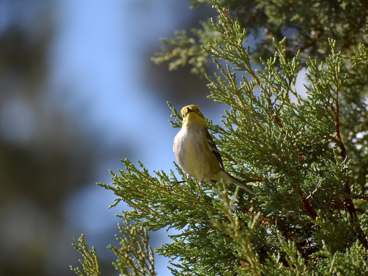 Hermit Warbler - ML642735780
