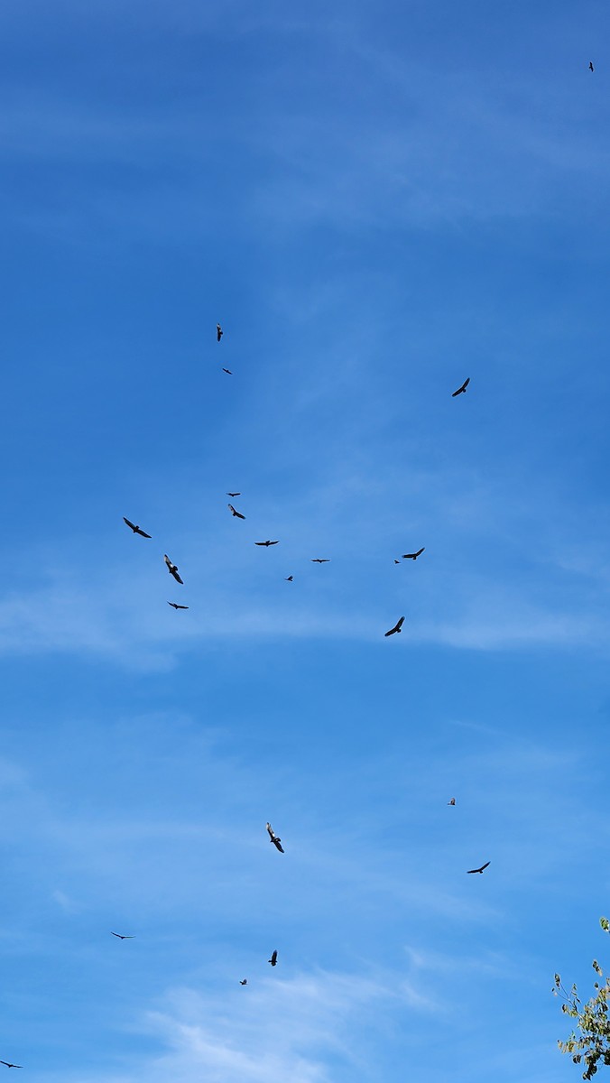 Turkey Vulture - ML642735798