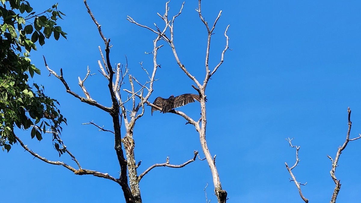 Turkey Vulture - ML642735799