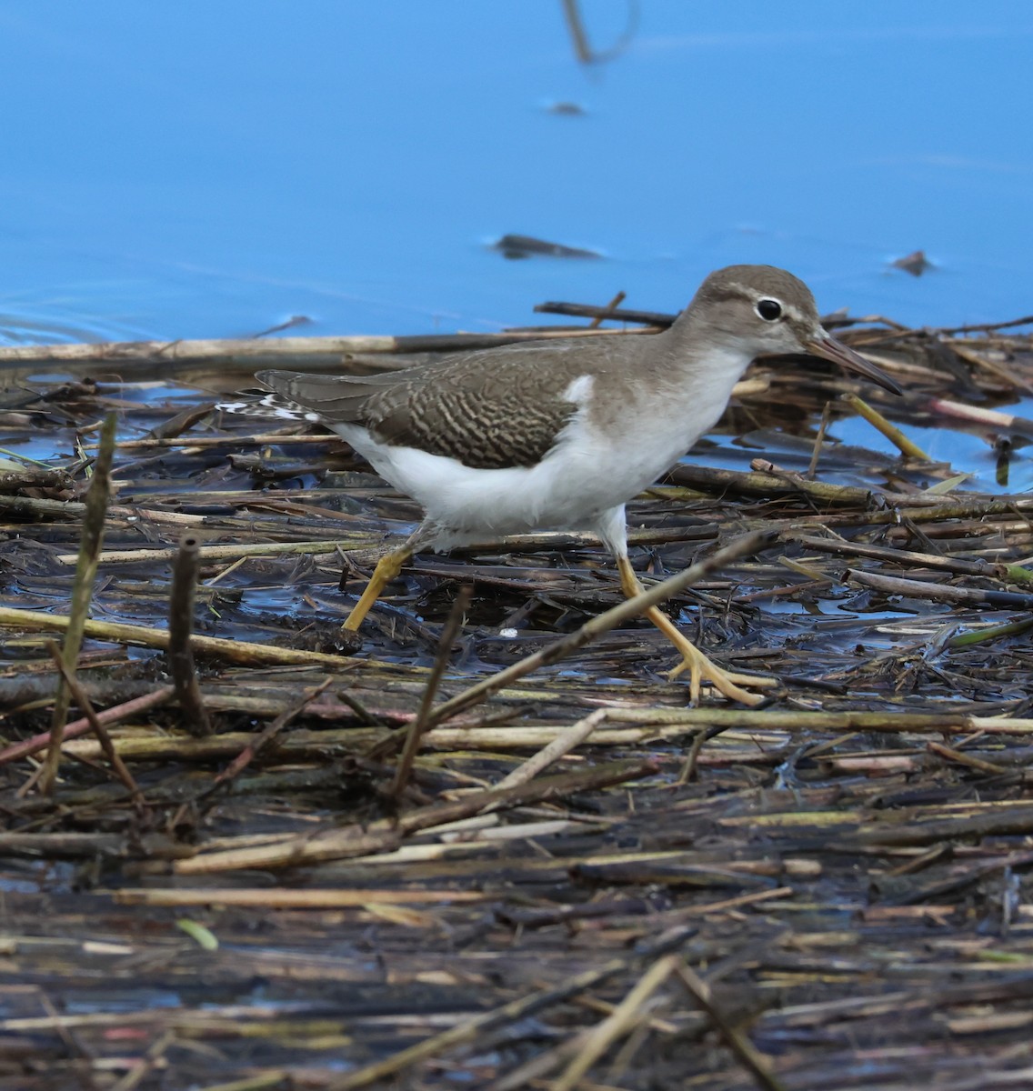 Spotted Sandpiper - ML642735802