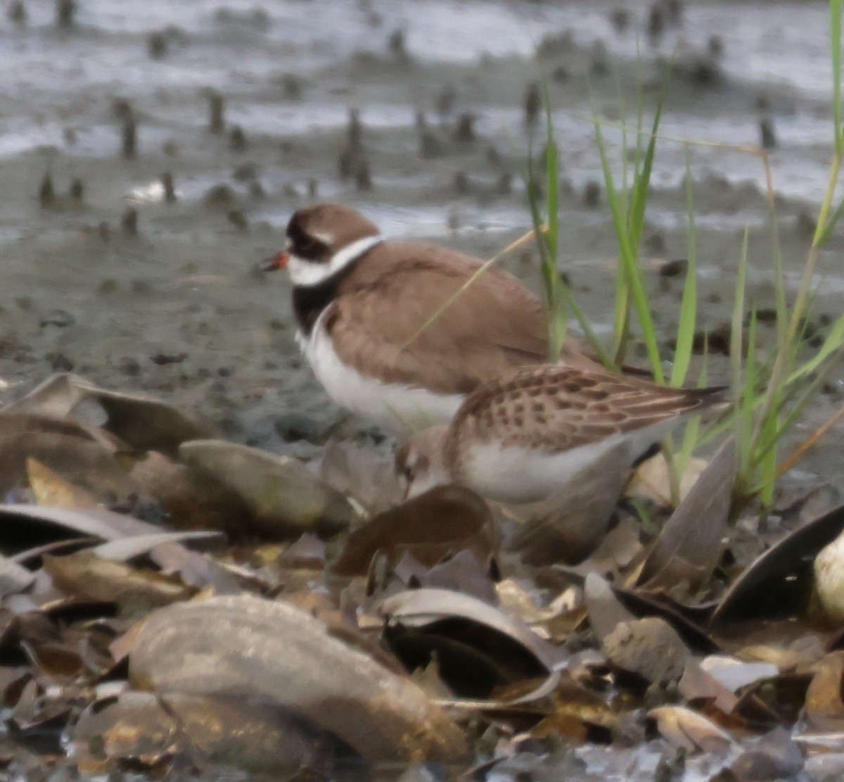 Semipalmated Plover - ML642735815