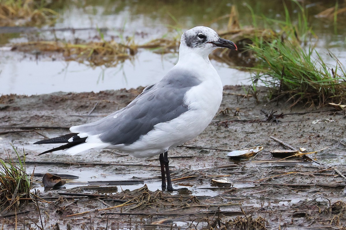 Laughing Gull - ML642735828