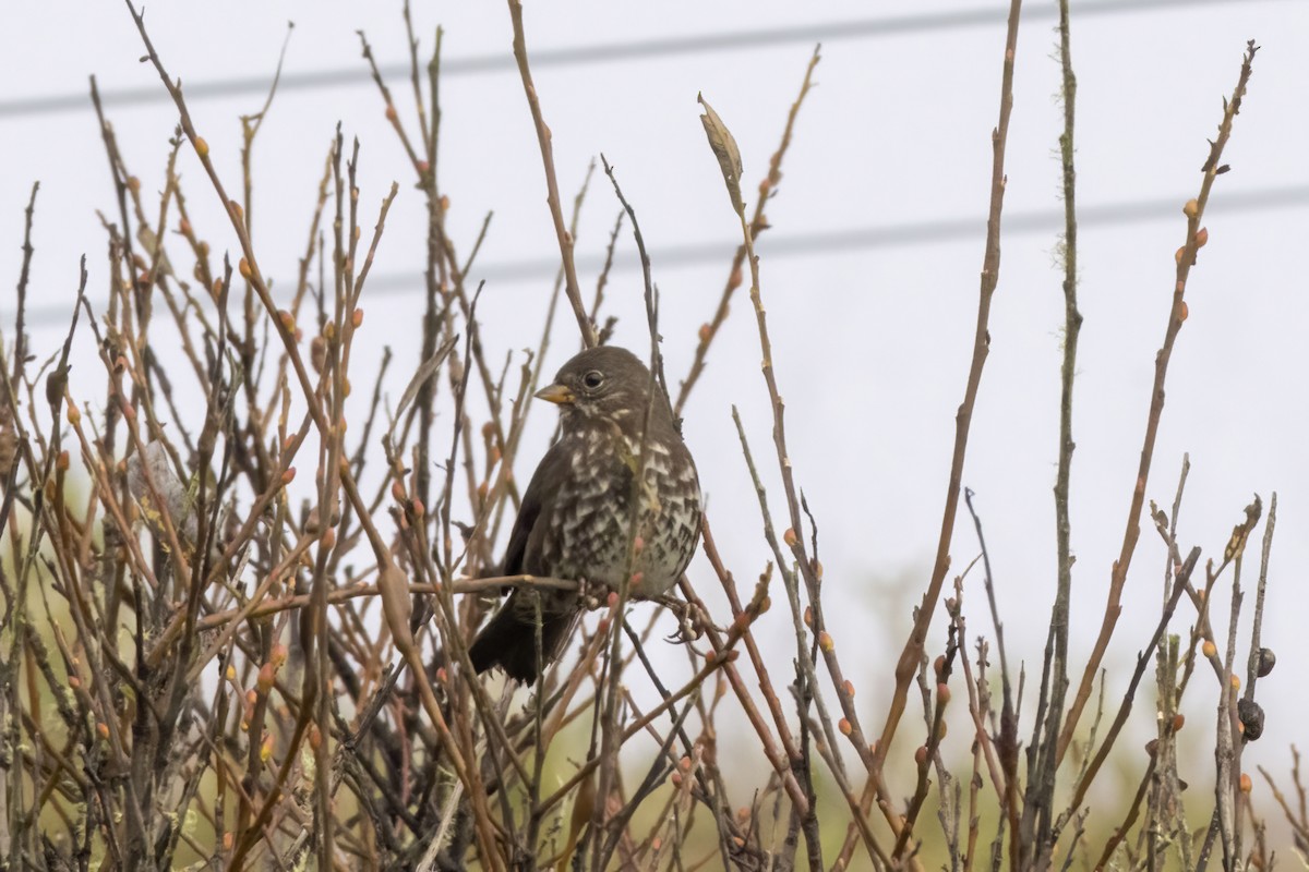 Fox Sparrow (Sooty) - ML642735843