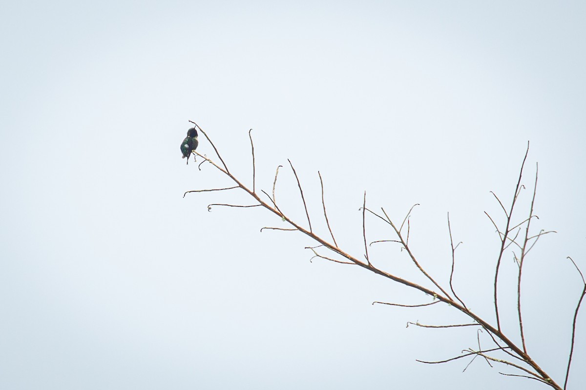 Rufous-shafted Woodstar - ML642735844