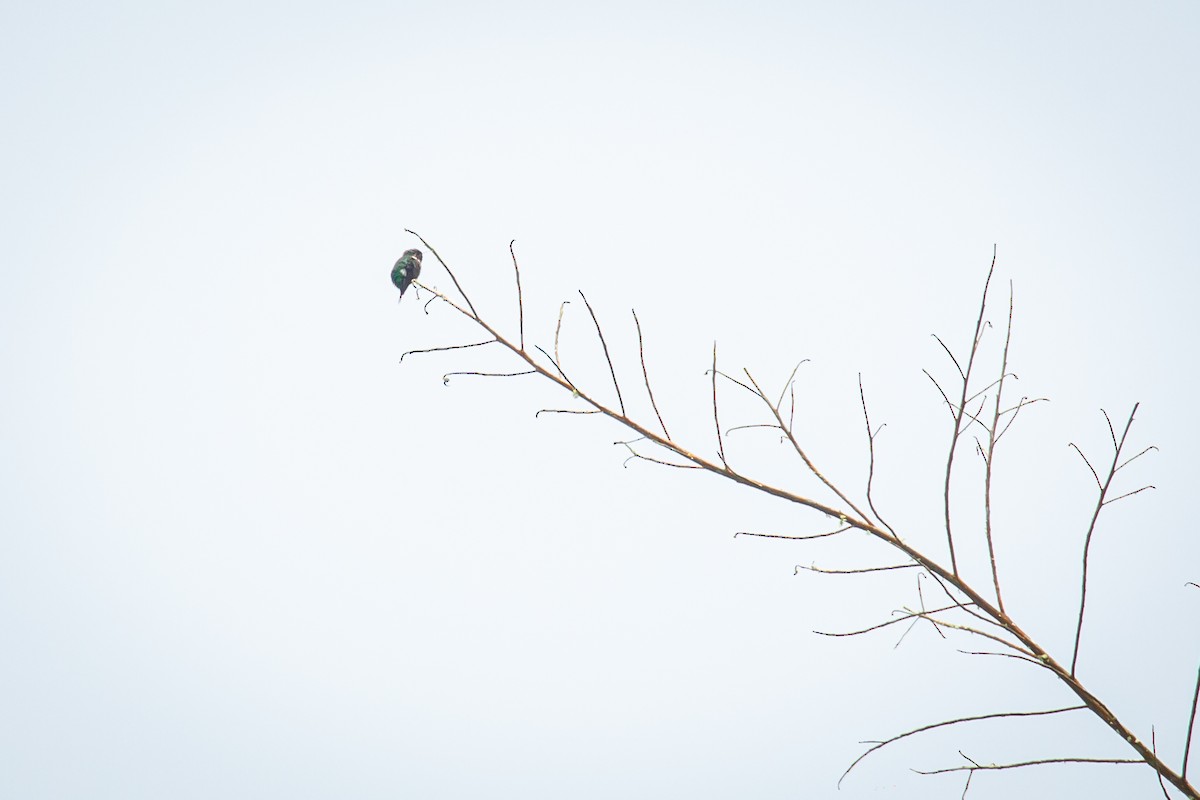 Rufous-shafted Woodstar - ML642735845