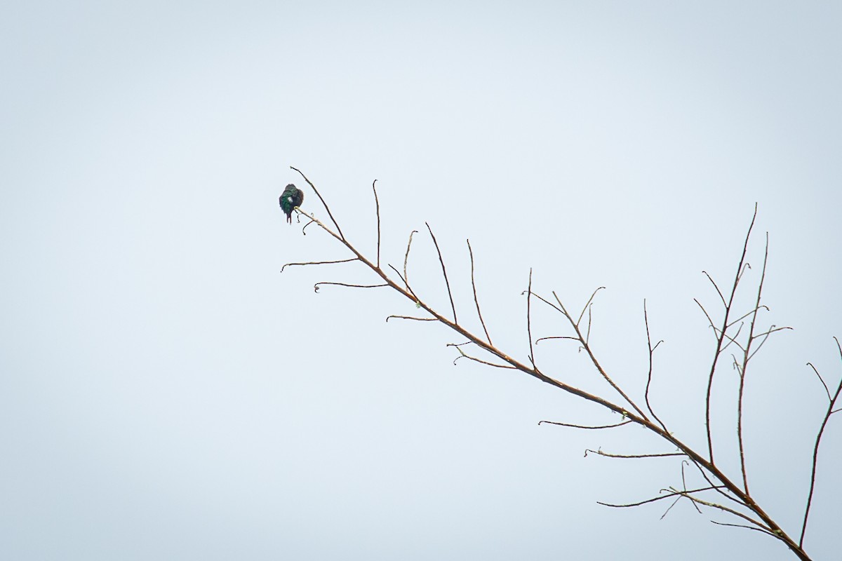 Rufous-shafted Woodstar - ML642735846