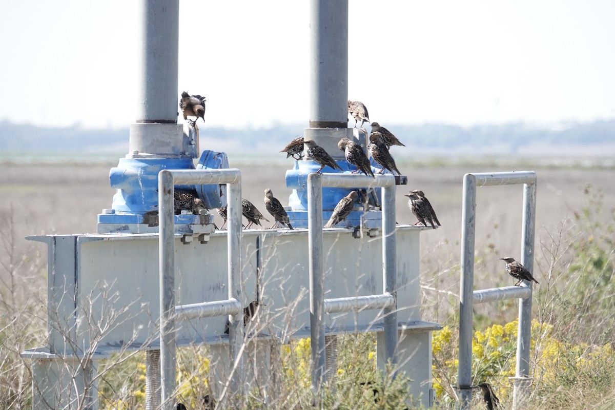 European Starling - ML642735862