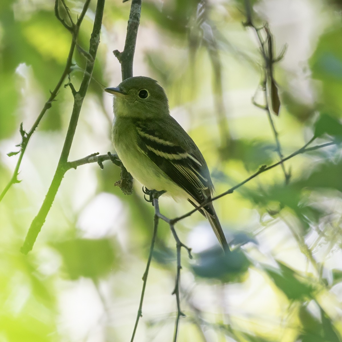 Acadian Flycatcher - ML642735864