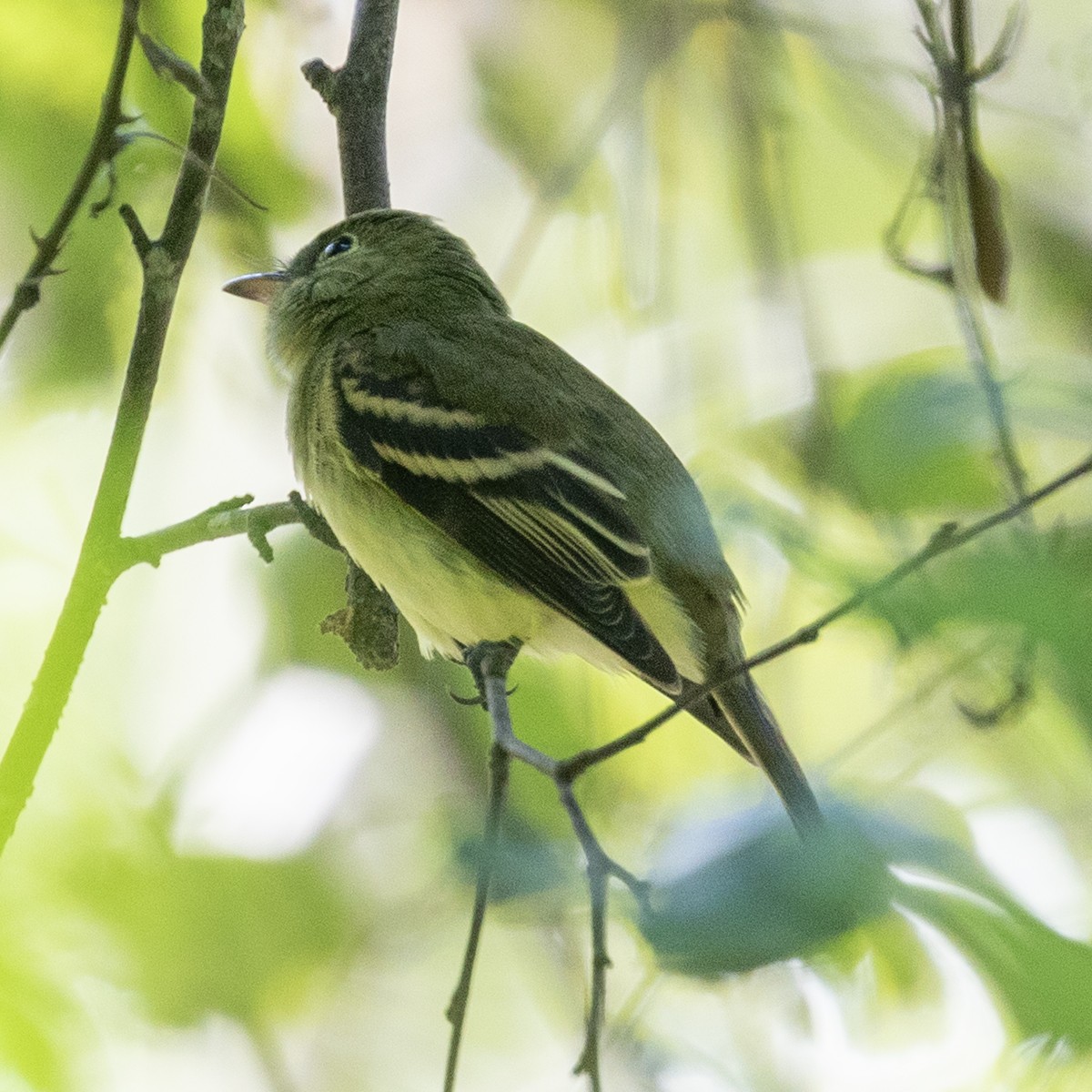 Acadian Flycatcher - ML642735865