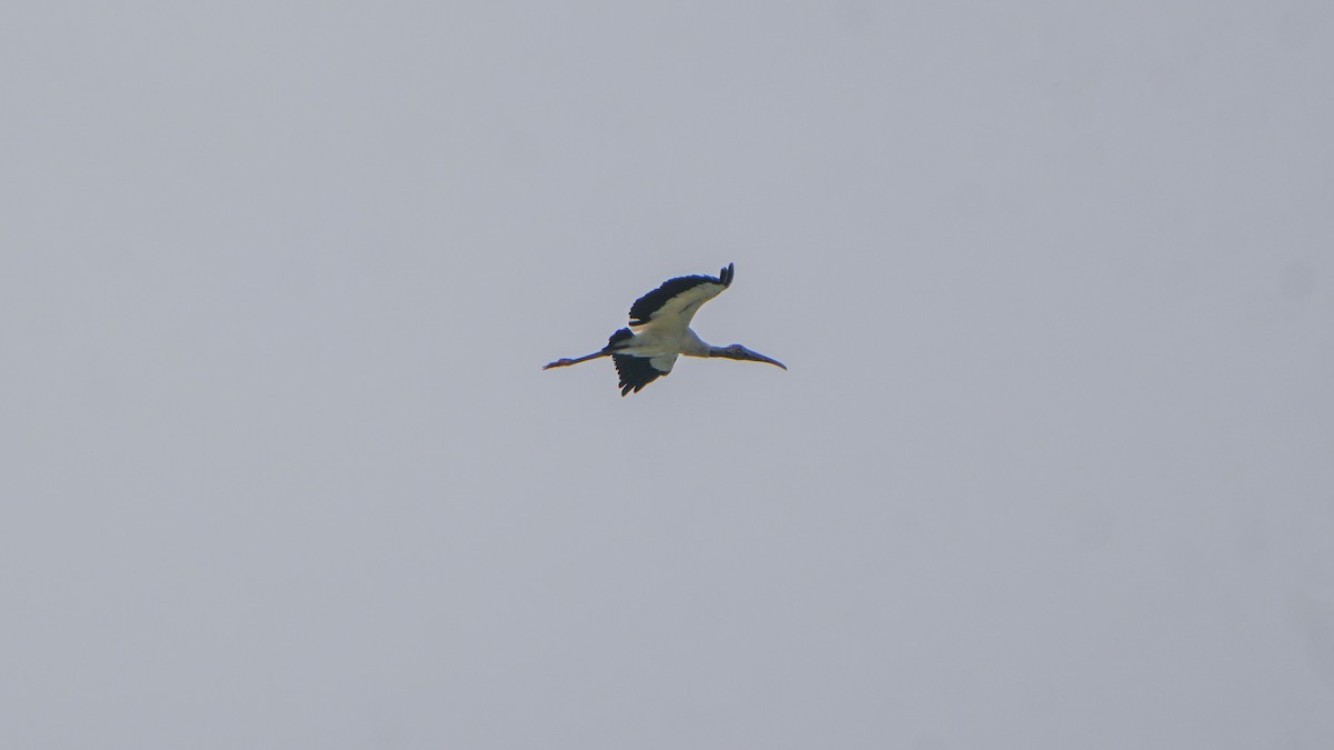 Wood Stork - ML642735870