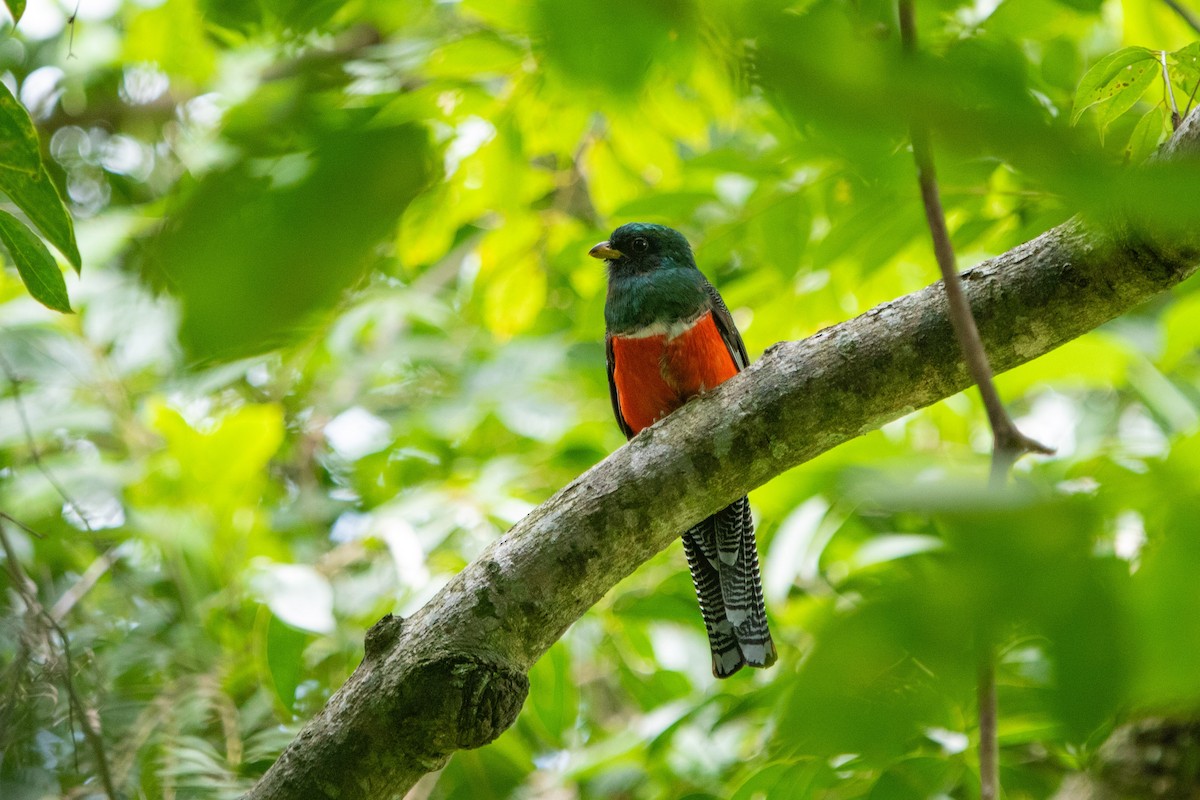 Collared Trogon - ML642735897