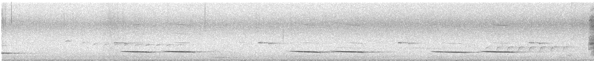 White-winged Chough - ML642735905