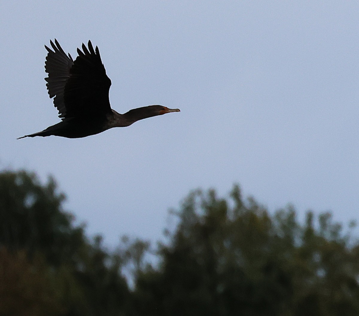 Double-crested Cormorant - ML642735915