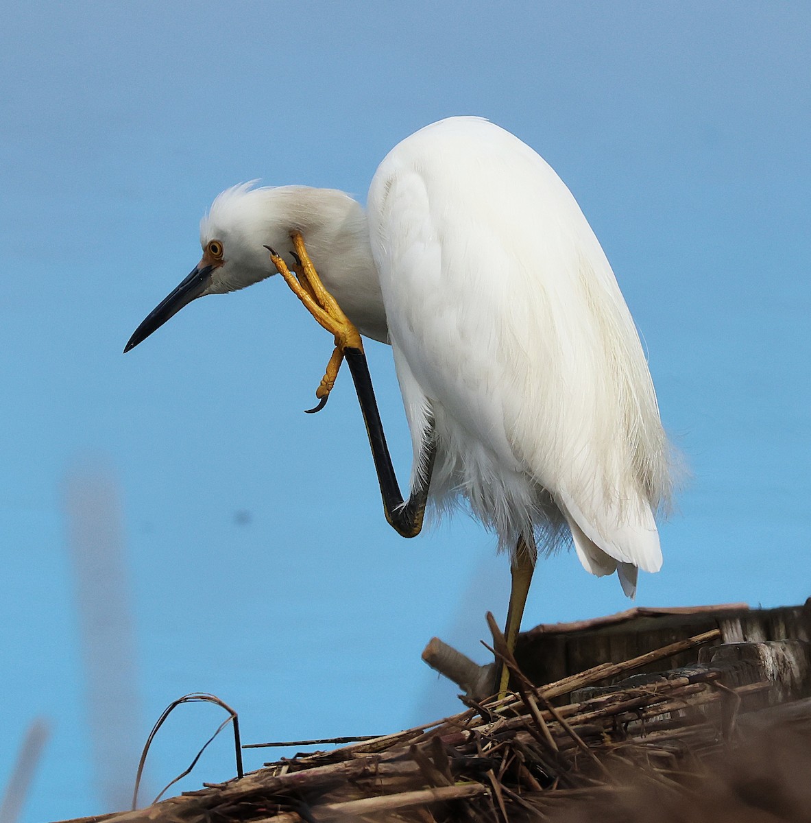 Snowy Egret - ML642735922