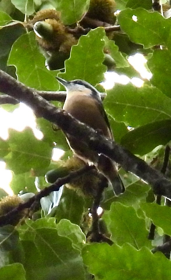 Eurasian Nuthatch - ML642735928