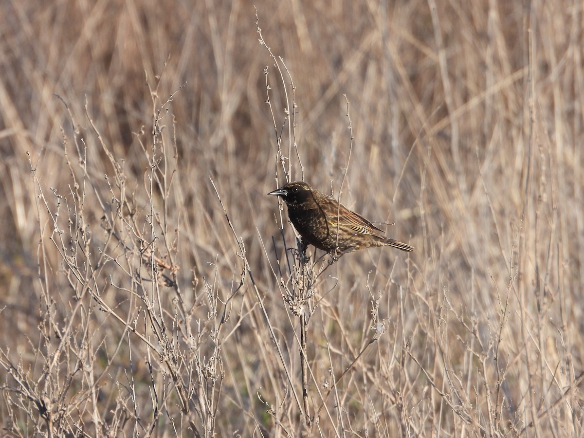 Yellow-winged Blackbird - ML642735936
