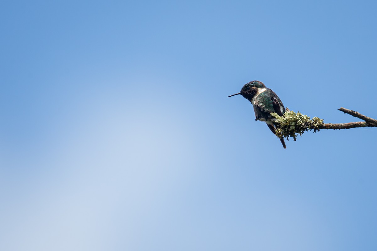 Rufous-shafted Woodstar - ML642735948