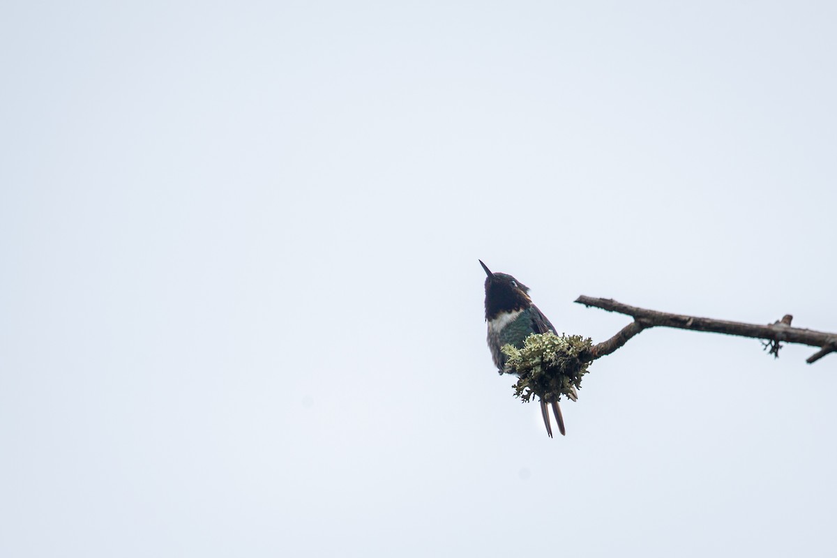 Rufous-shafted Woodstar - ML642735949