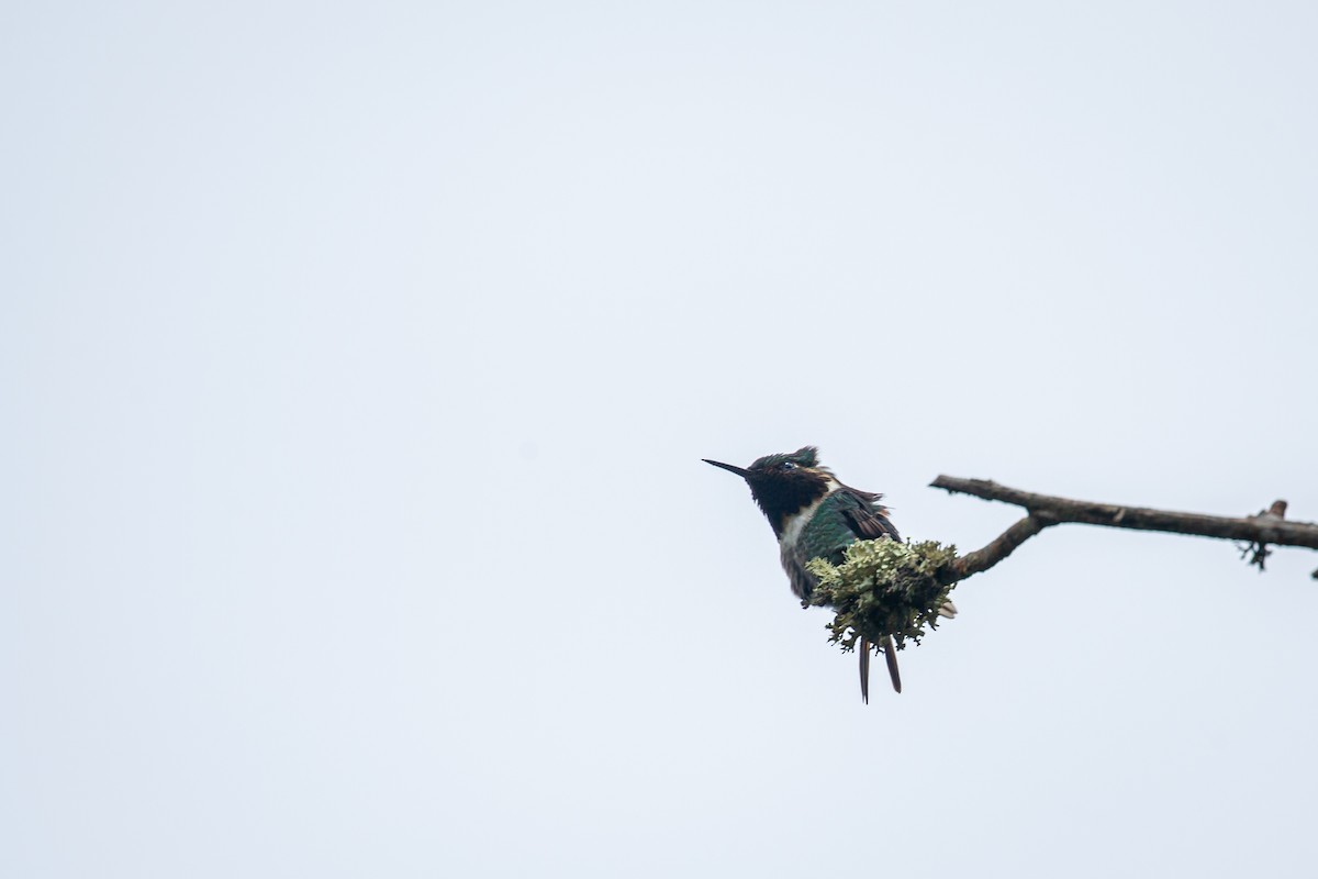 Rufous-shafted Woodstar - ML642735950