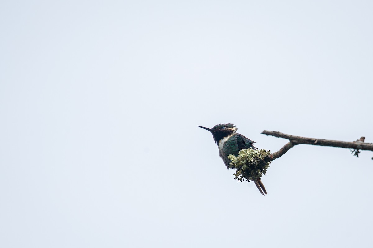 Rufous-shafted Woodstar - ML642735951