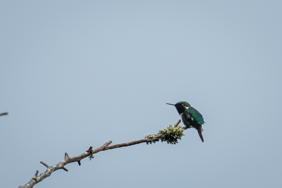 Rufous-shafted Woodstar - ML642735952