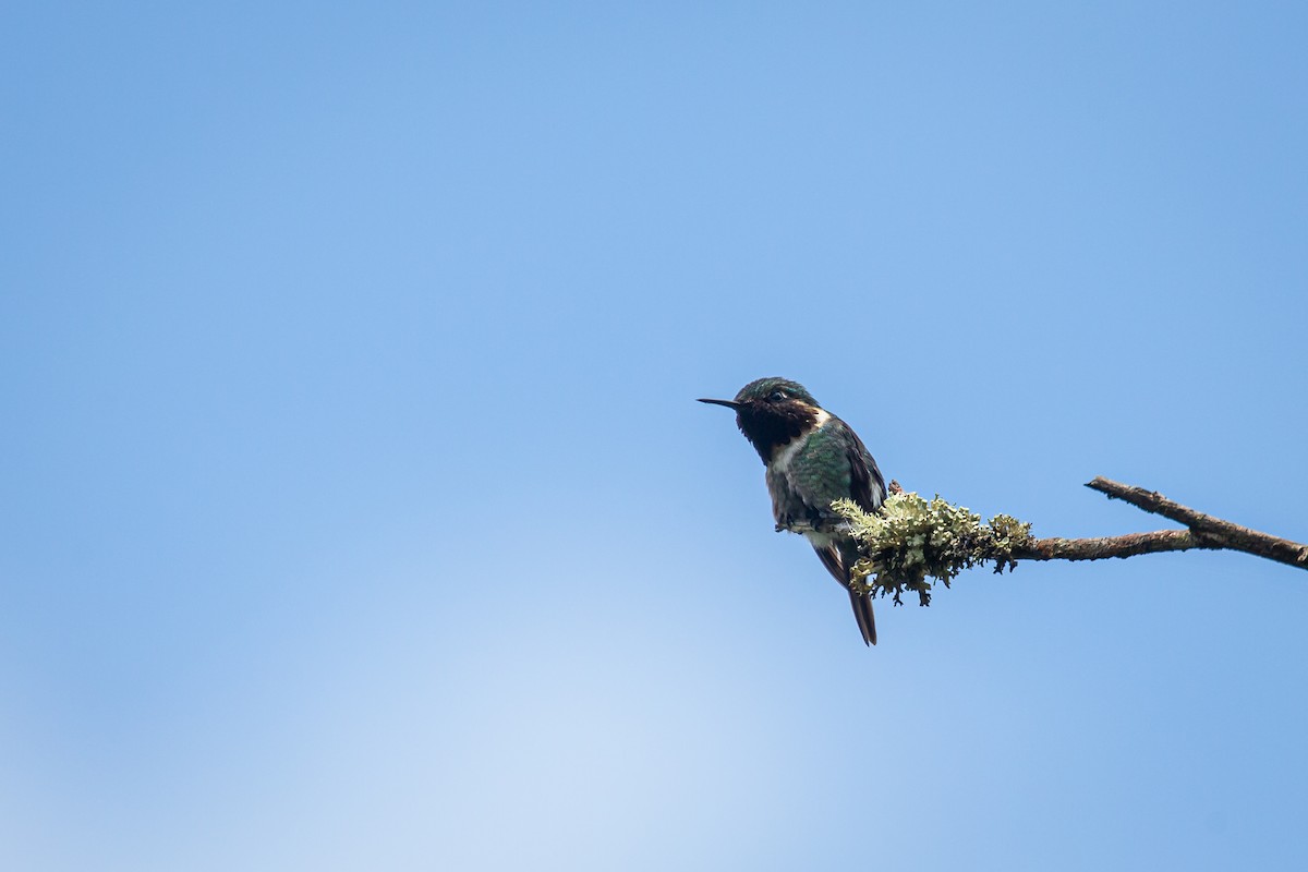 Rufous-shafted Woodstar - ML642735953