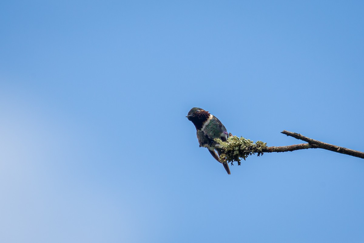 Rufous-shafted Woodstar - ML642735954