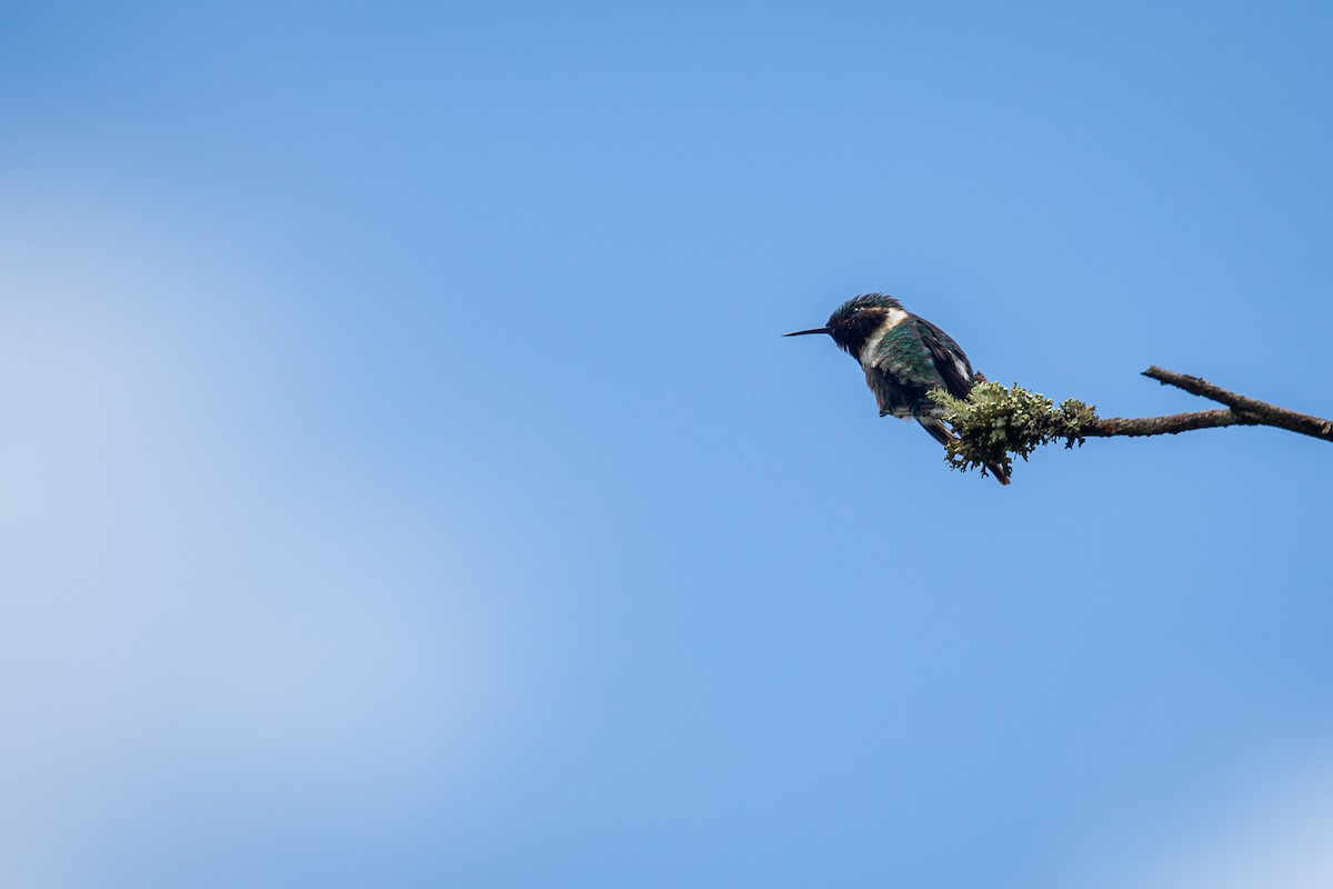 Rufous-shafted Woodstar - ML642735955