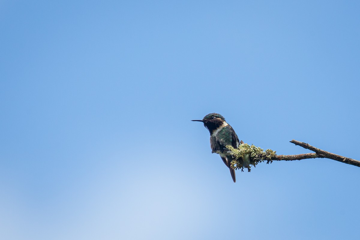 Rufous-shafted Woodstar - ML642735956