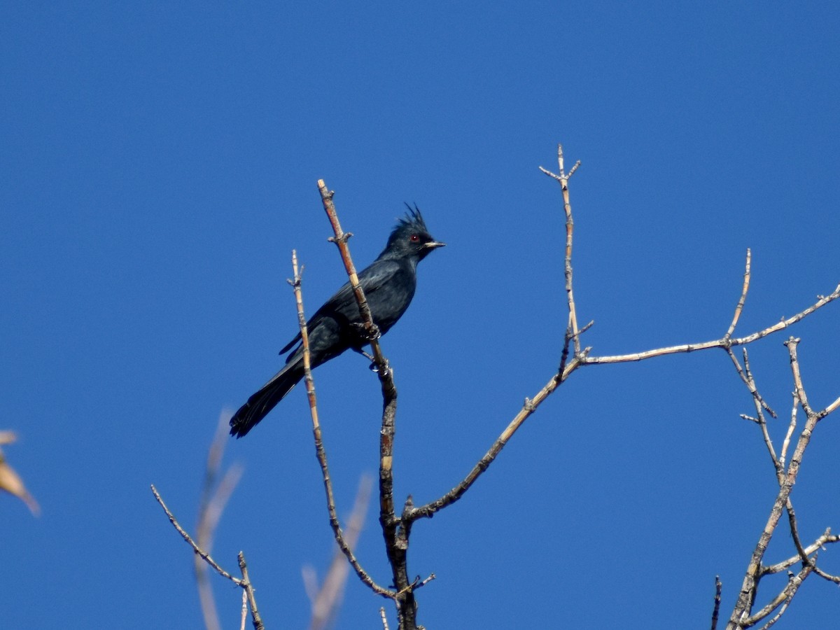 Phénopèple luisant - ML642735962