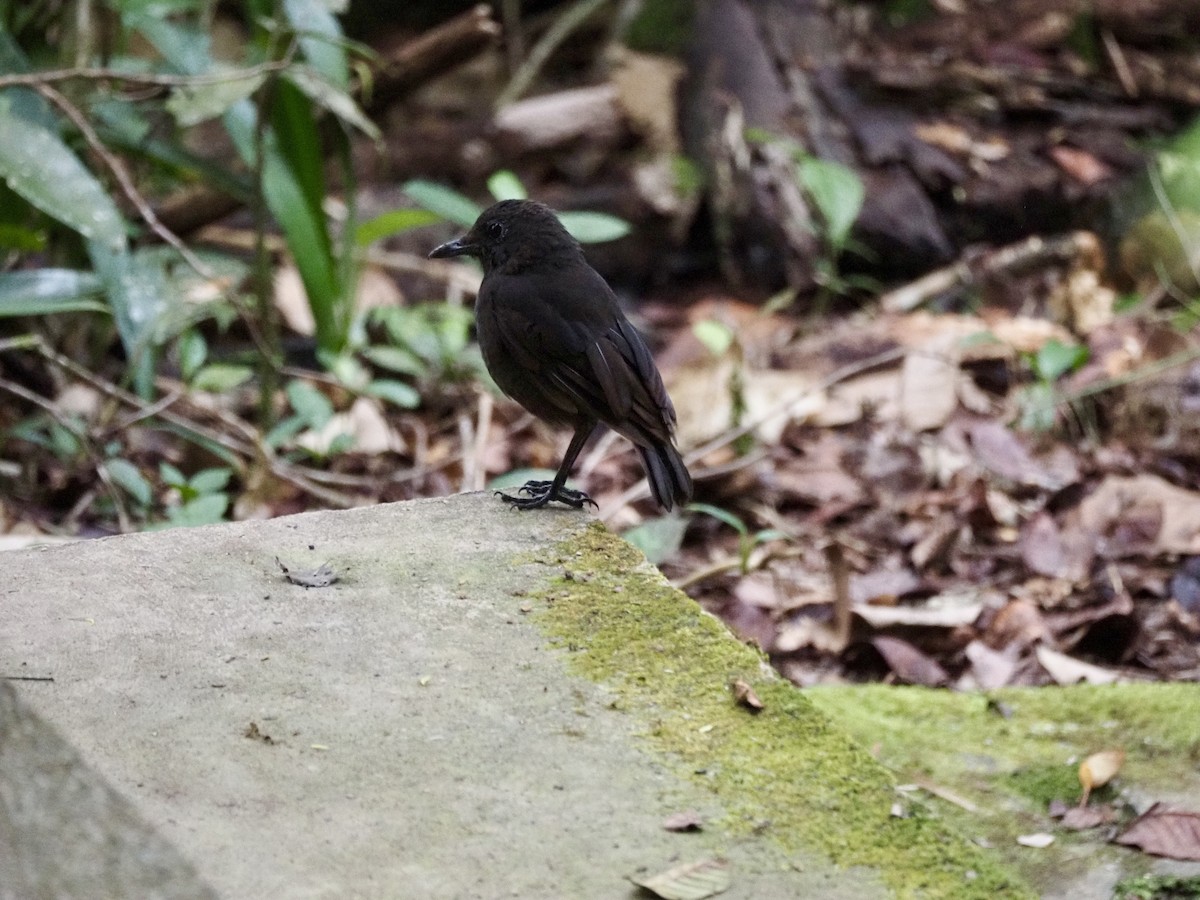 Bornean Whistling-Thrush - ML642735978