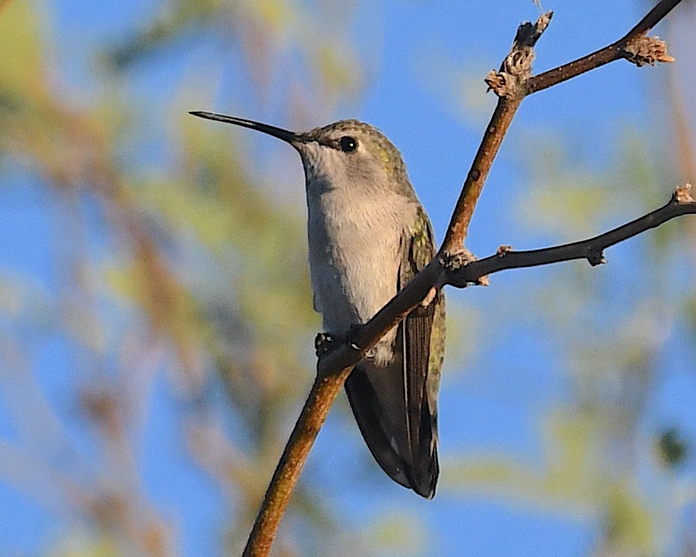 Costa's Hummingbird - ML642735985