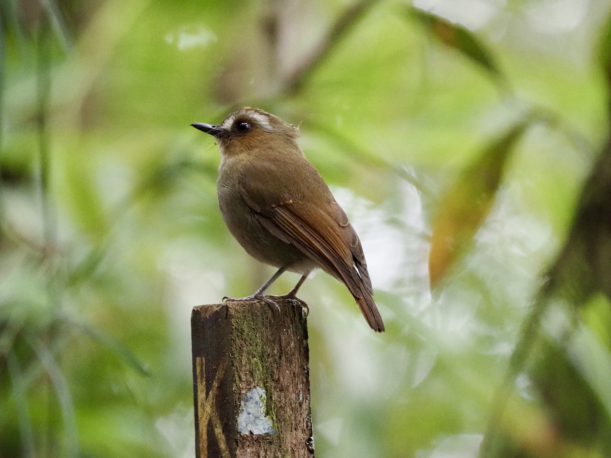 Eyebrowed Jungle Flycatcher - ML642736004